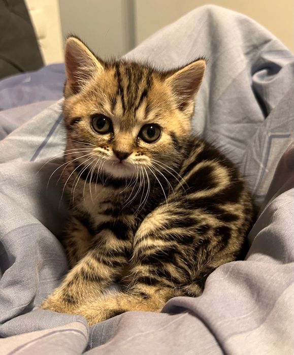 Британски котета