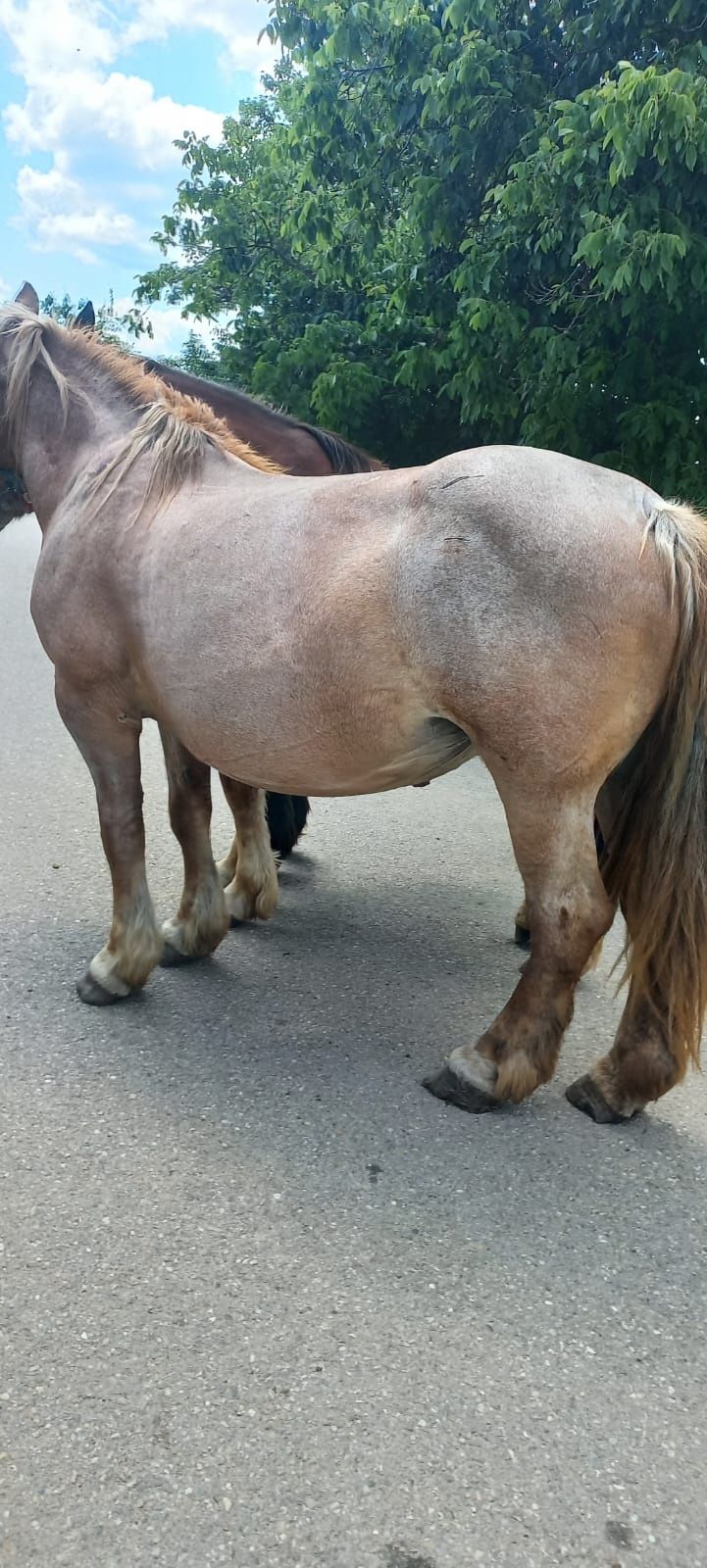 Vând două iepe și un mânz