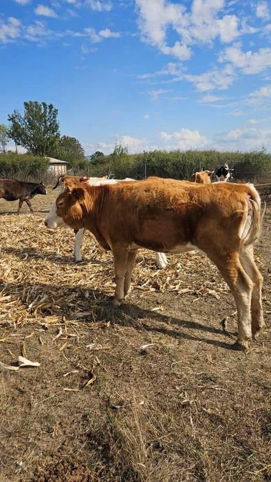 Vand doua vițele baltate