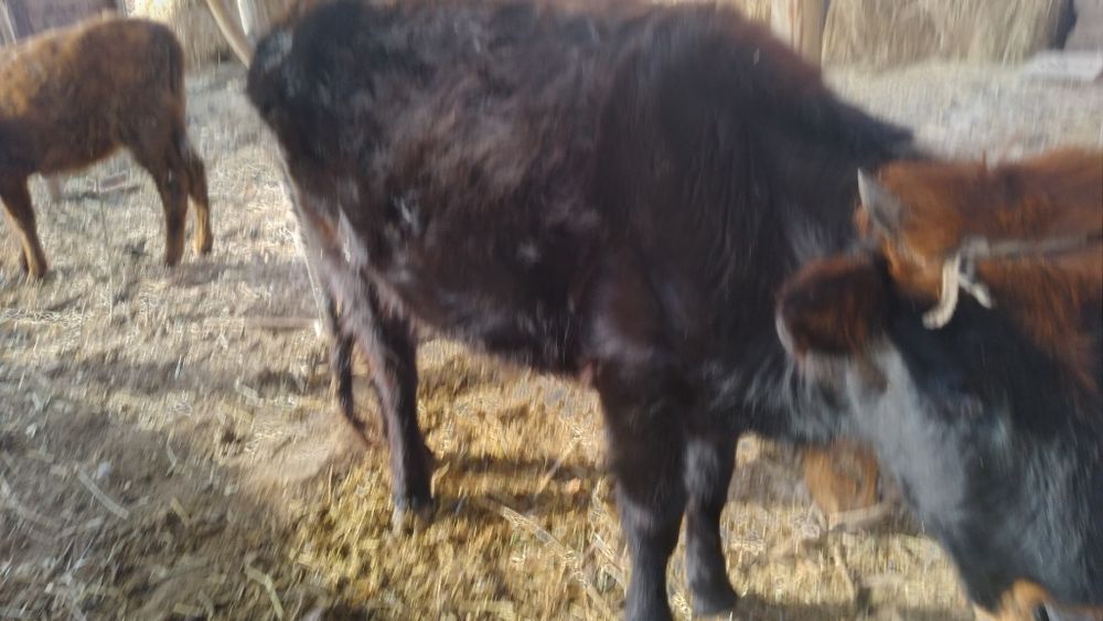 Sifatli Ishonchli mollar bor