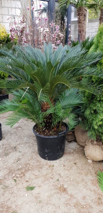 palmieri cycas. Pon pon. spirală