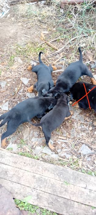 Ловджийски кученца на Месец и половина(Майка Гонче-Баща Барак)4 наличн