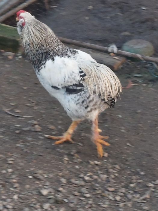 Cocos araucana 2025