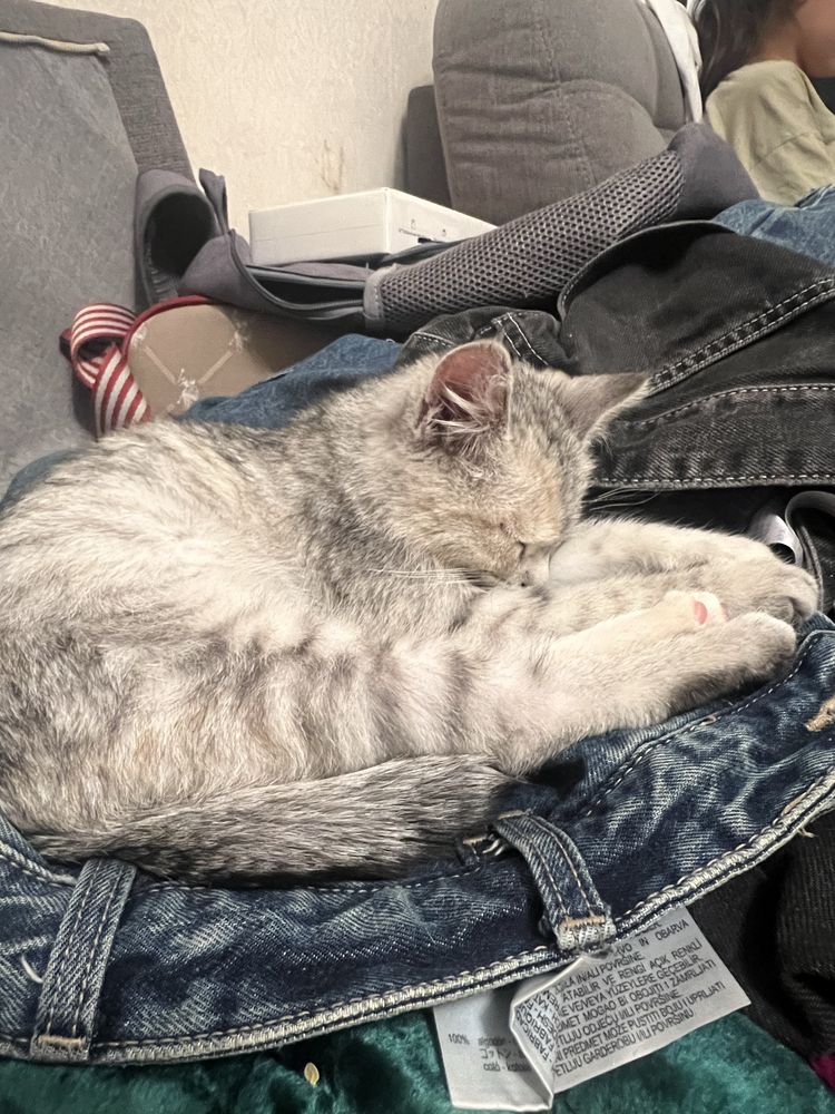 Котенок девочка серая