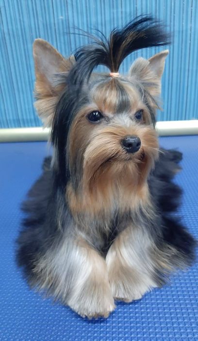 Йоркширский терьер.  МИНИ. Питомник Эверест.