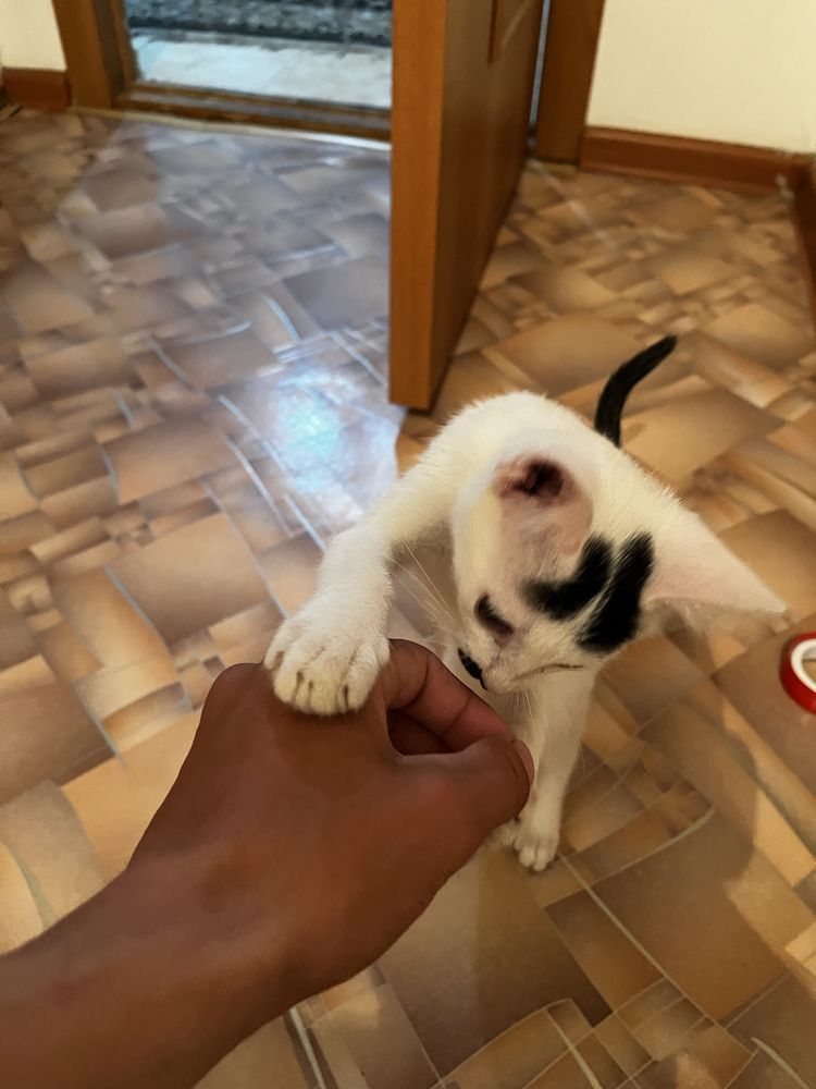 котенок бесплатно умный красивый.ақылды мысыш