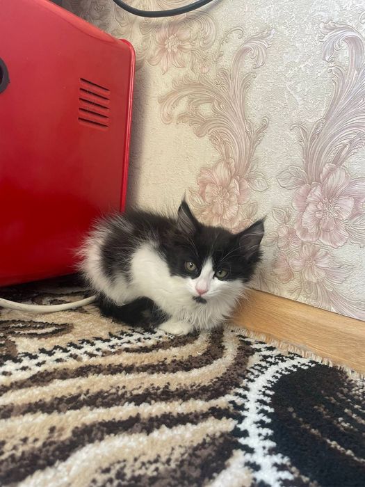 Бесплатно в хорошие руки котята