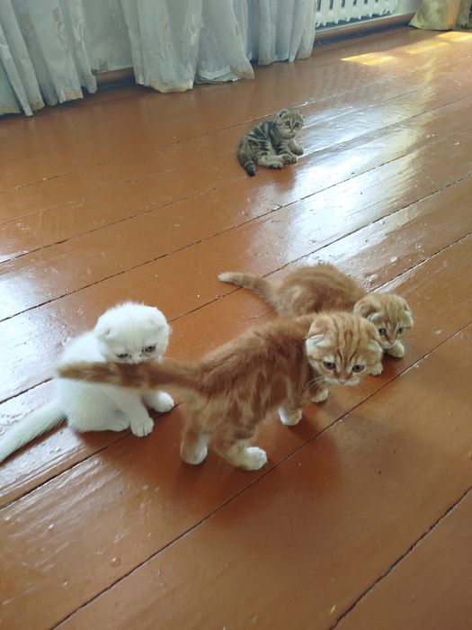 Продаются милые котёнки