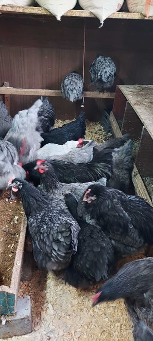 Продам  яйцо  инкубационное  Джерсийский  гигант  1 шт 250 тнг