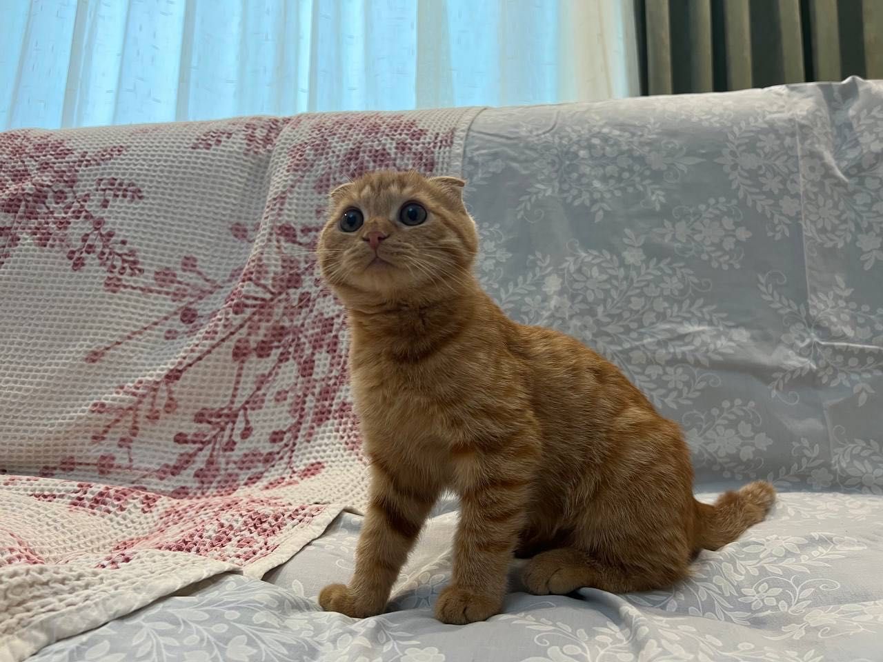 Шотландский Вислоухий кот - Scottish Fold pishiq