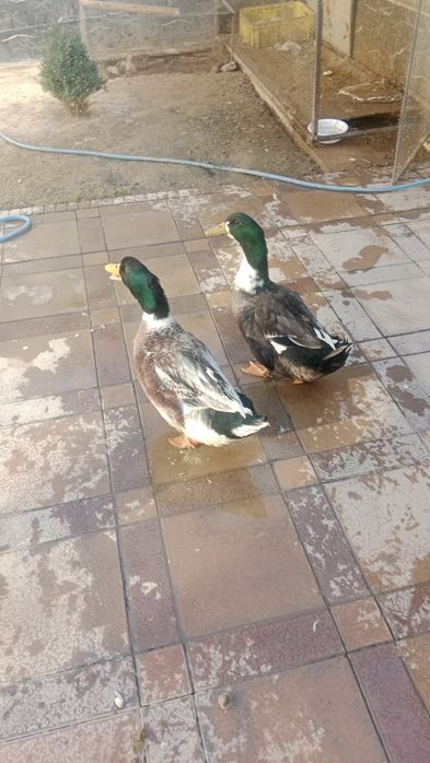 Урдак 6 ойлик яхши бокилган 2 та