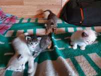Отдам бесплатно котят
