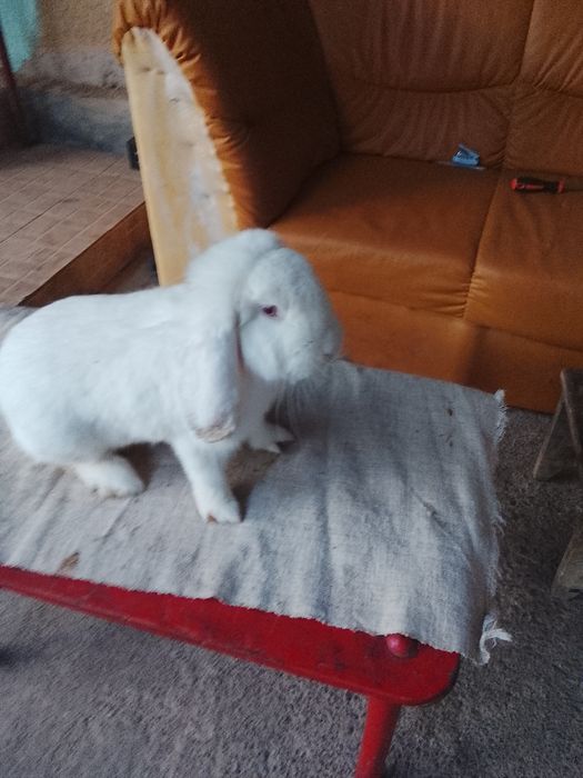Vând  iepuri un mascul berbec german în vârstă de nouă luni vând urgen