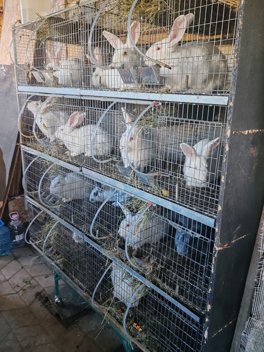 De vânzare cușcă  și iepuri