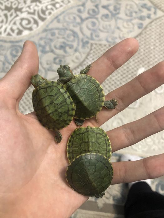 Красноухая черепаха