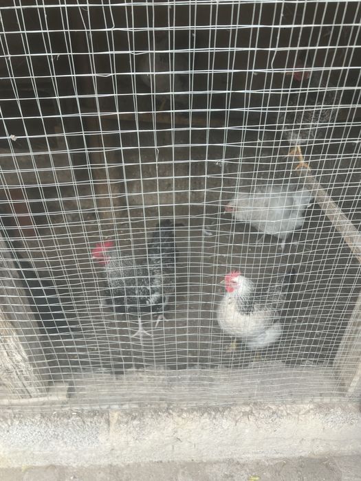 Товуклар сотилади 8 дона