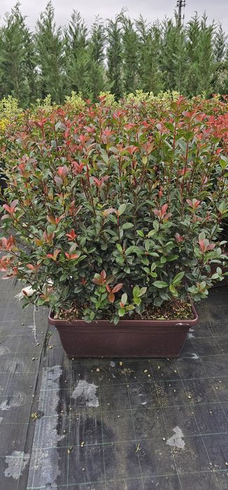 Tuia prunus  brazi verzi si argintii și alte varietăți