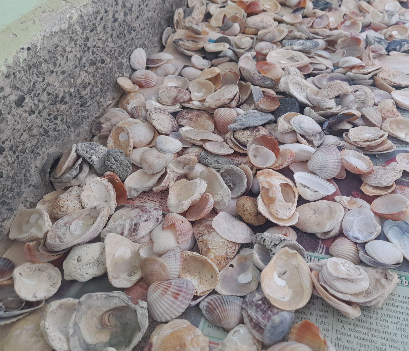 Морски мидички, рапанчета и камъчета