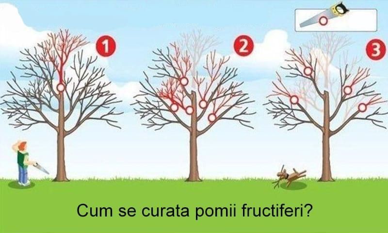 Toaletare curatare formare fructificare pomi fructiferi vită de vie