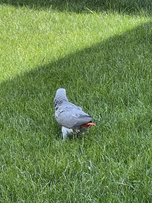 Жако попугай гапирадигон