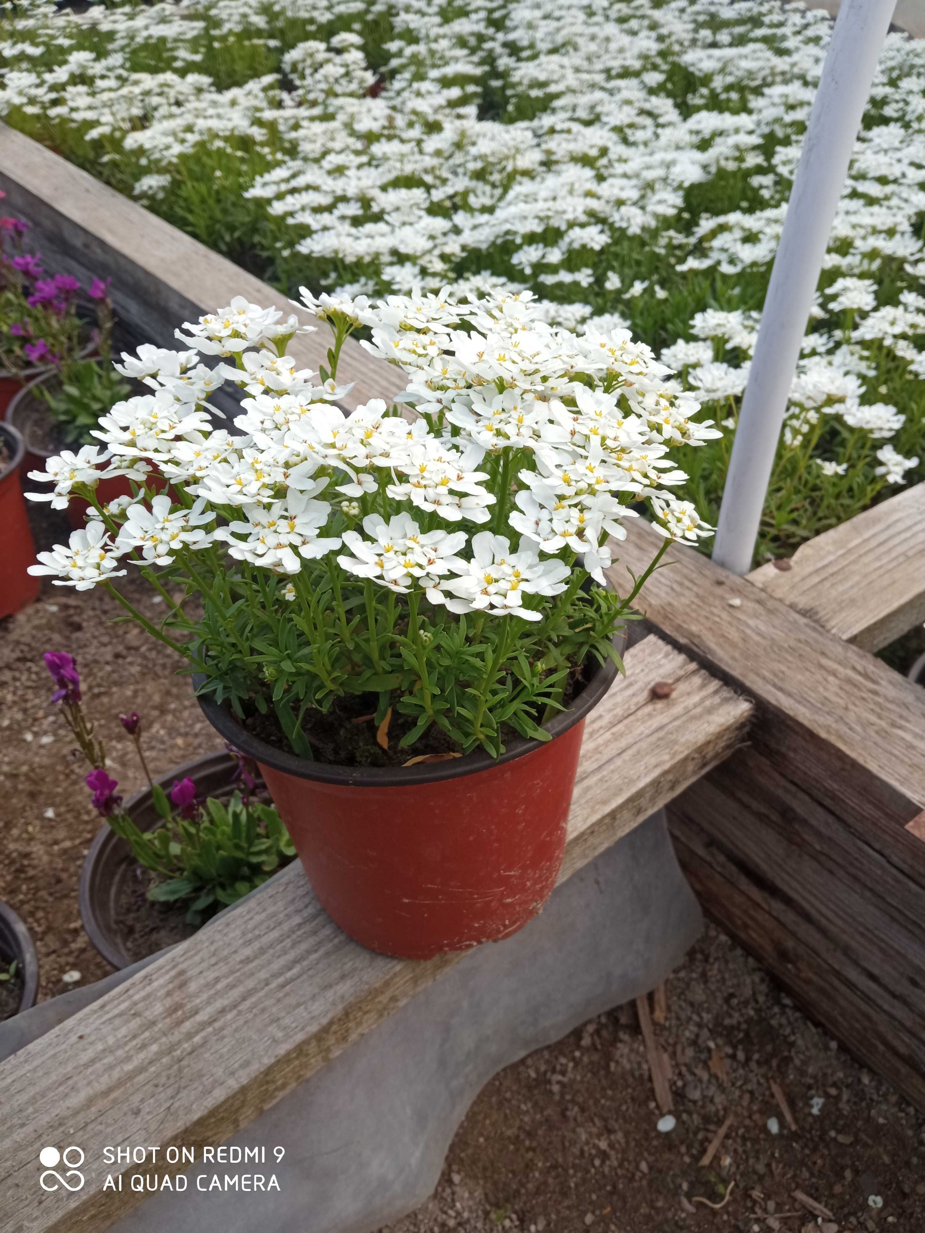 Iberis sempervirens (lilicel) alb, 2 ani, ghivece de 14 cm diametrul