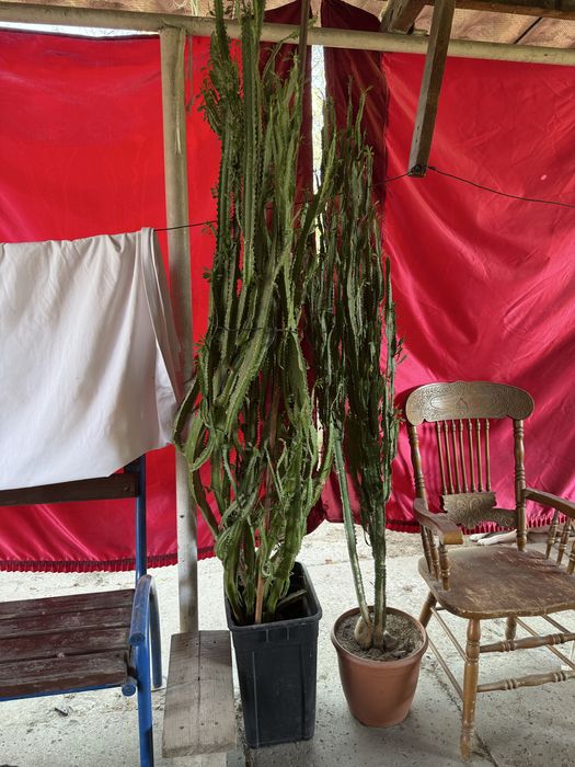 Молочай кактус большой