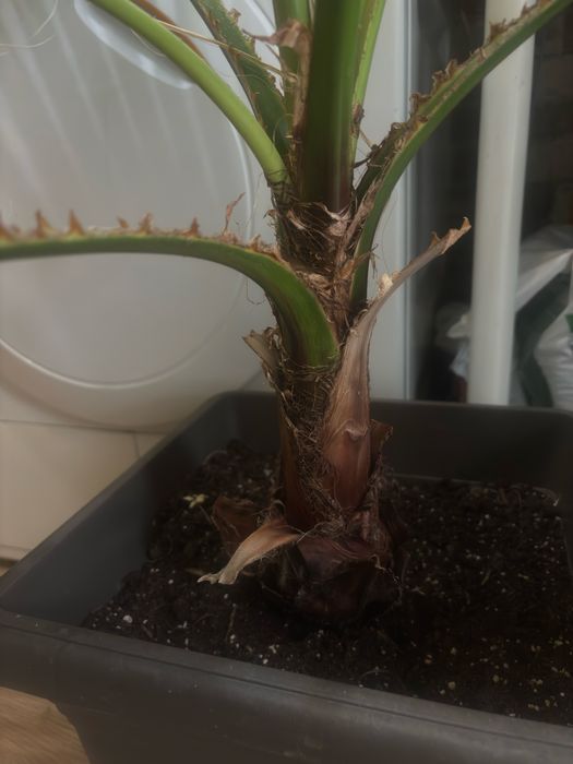 Палма Вашингтония