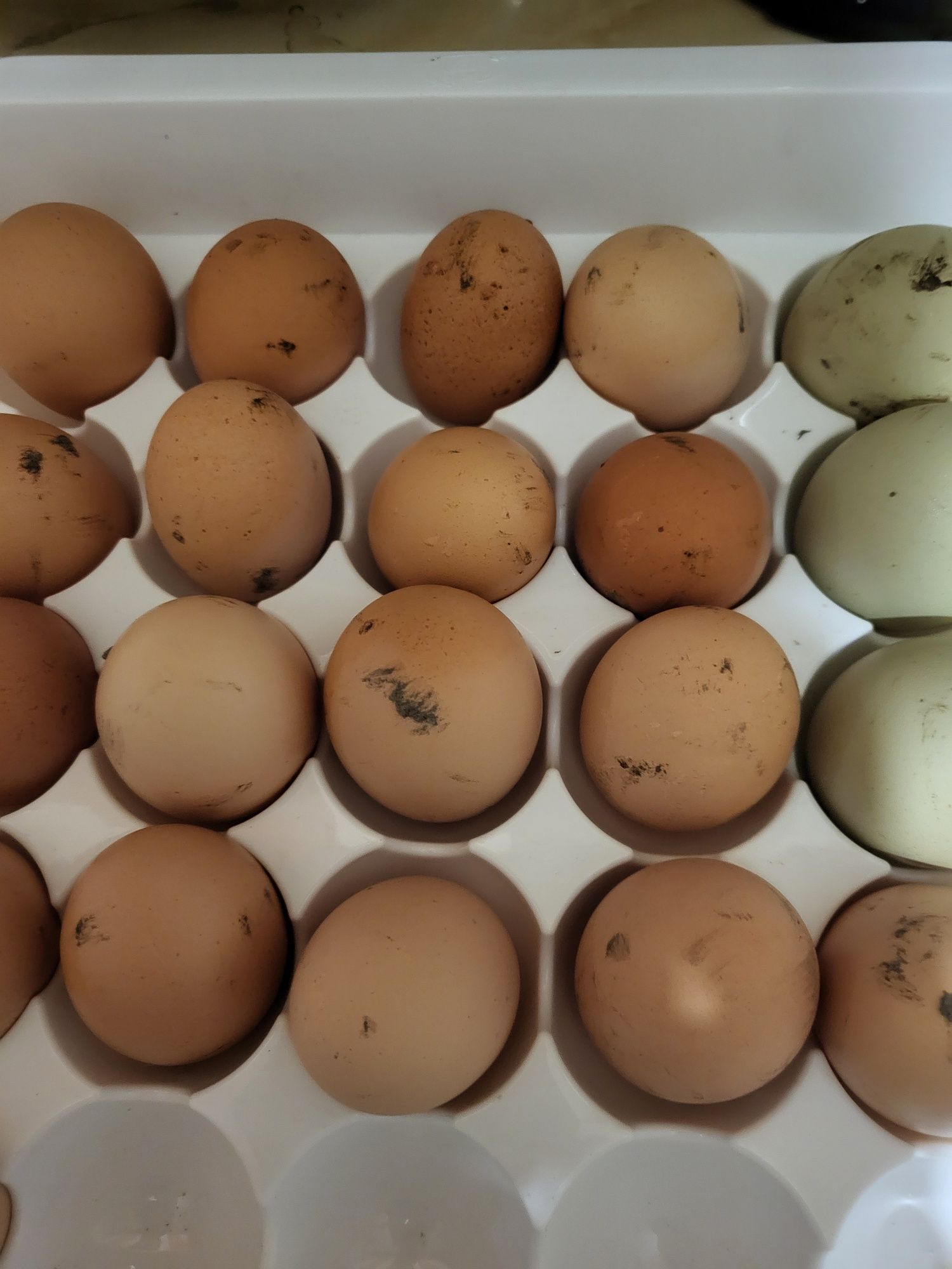 Oua de casă  proaspete zilnic