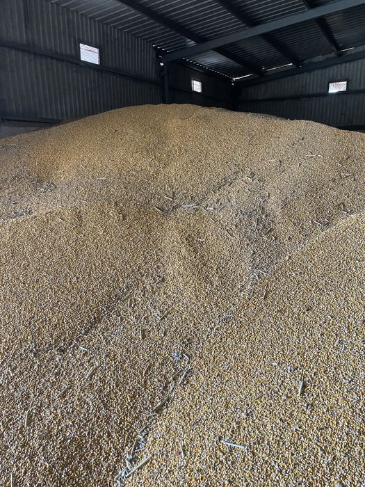 Vand porumb boabe recolta 2025