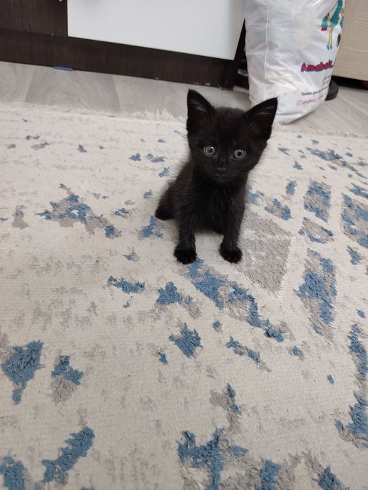 Отдам в хорошие руки котёнка малчик.