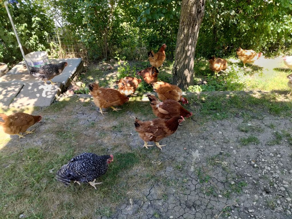 Vand gaini rasa mixta