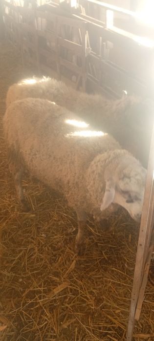 Vând berbecuți tineri