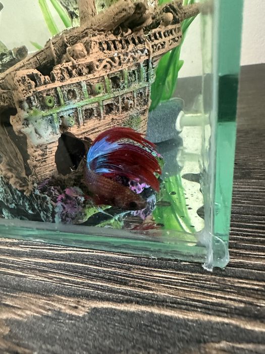 Pesti betta long tail / superb delta / crown tail