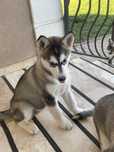 Husky pui femela