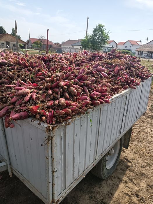 Ceapă de apă roșie