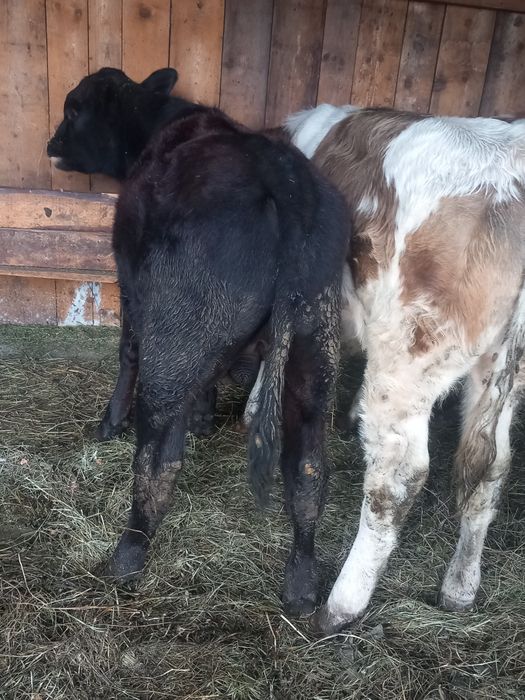 De vinzare 3 tauraşi