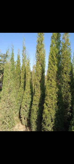 Арча гул кучатлари