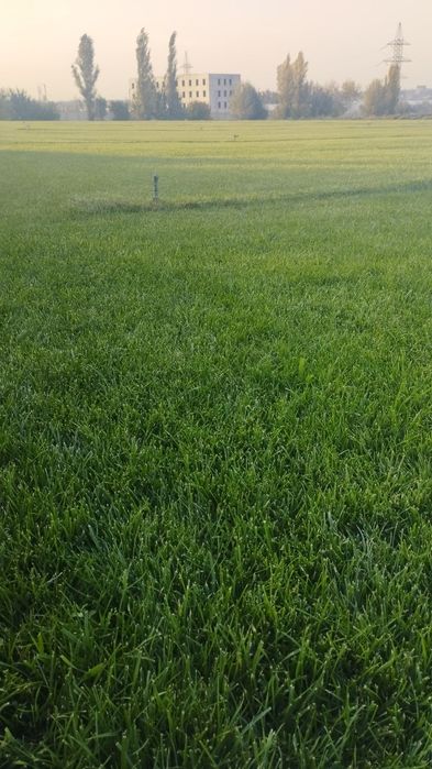 Оптом газон GAZON