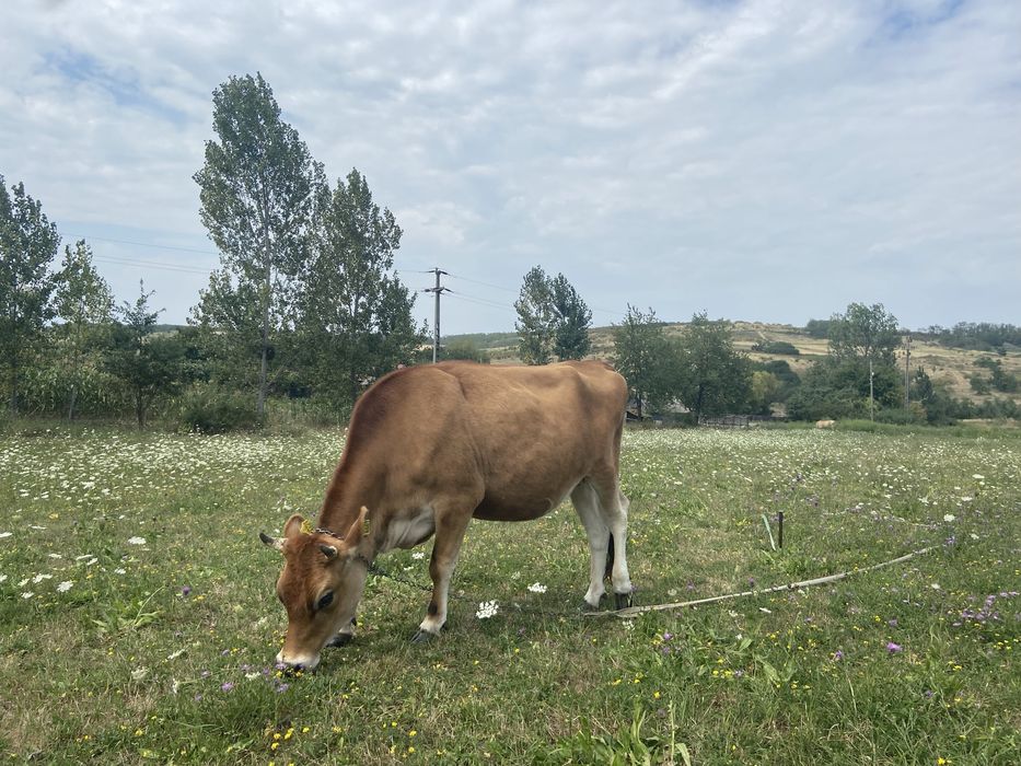 Jurinca  de vanzare