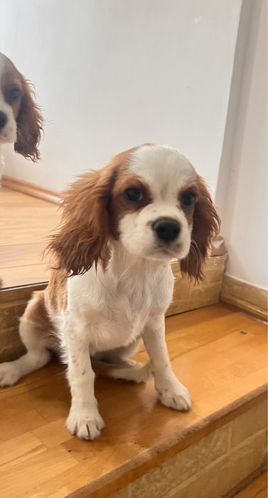 Cavalier King Charles Spaniel superb!!