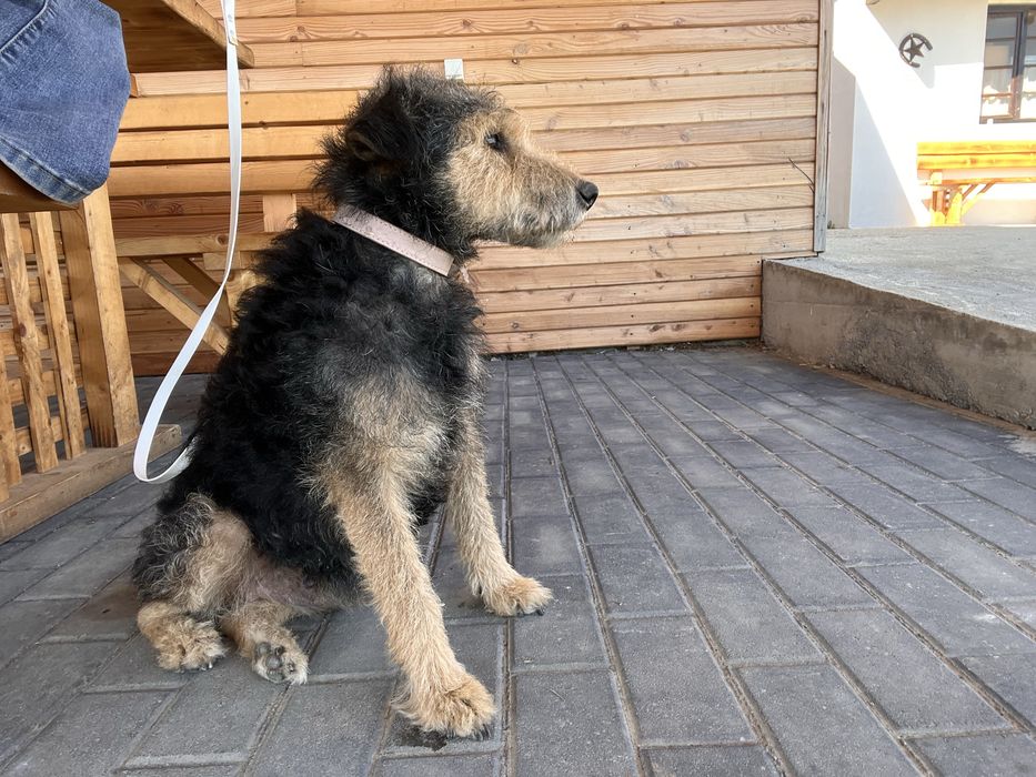 Donez un pui Fox terrier,3 luni