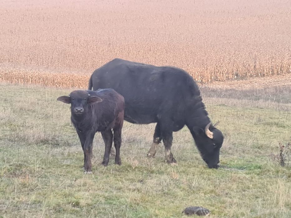 Bivolițe de vânzare și taur