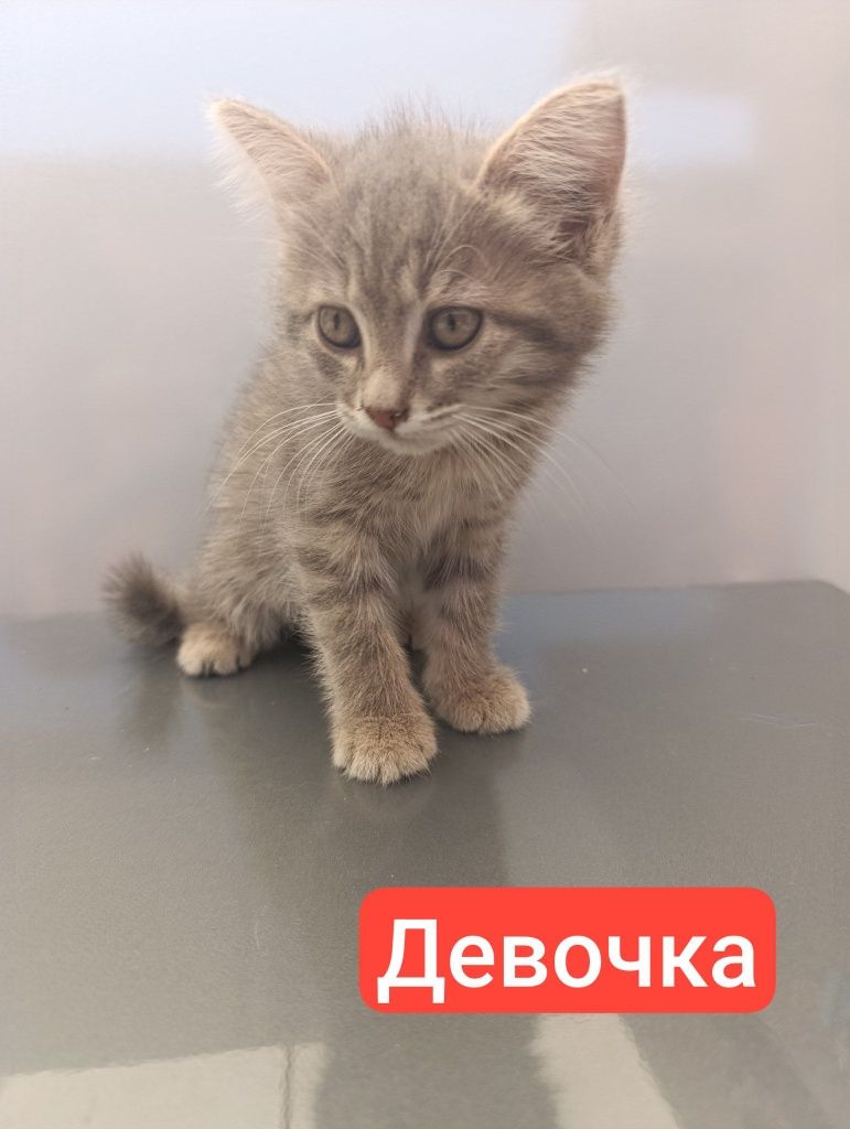 Отдам в добрые руки котят 2. 5месяца
