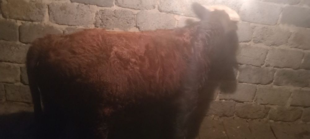 Продам 1 бычка 2 телечки упитоные жырные потсосные