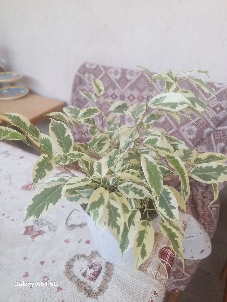 Gullar   sotladi