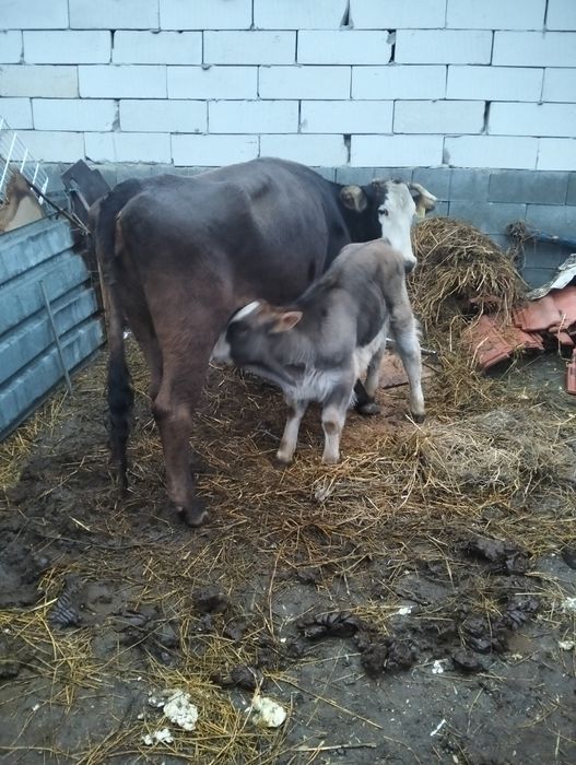 Vând vaca cu vițel