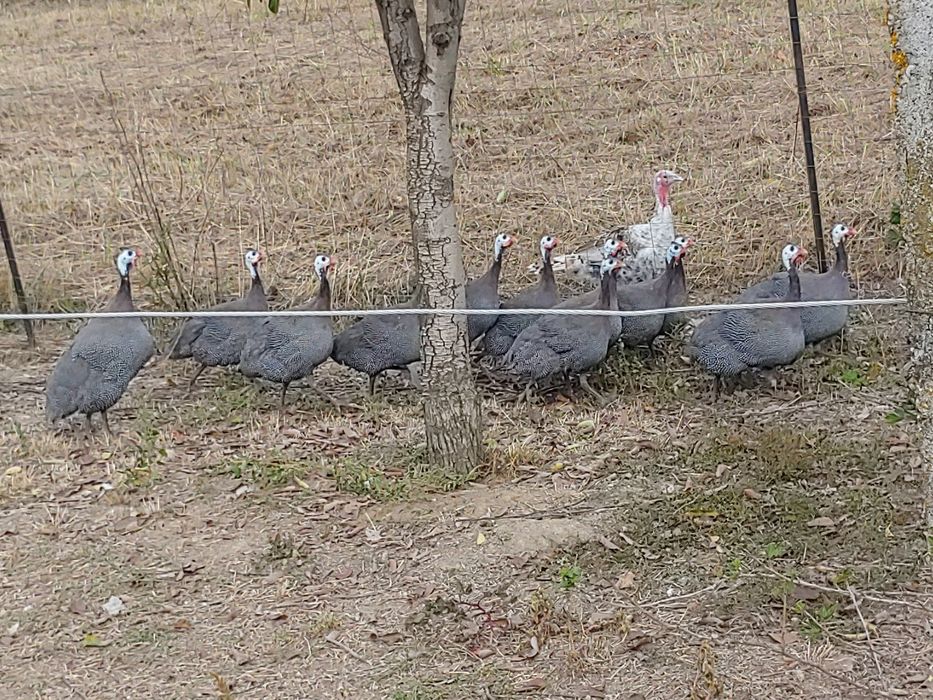 Bibilici pirchite de carne