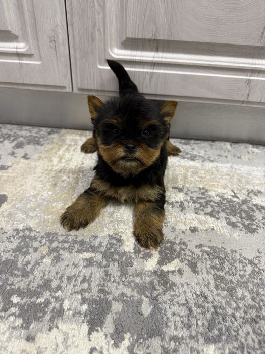 Căței Yorkshire Terrier