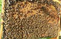Vand familii/roiuri de albine