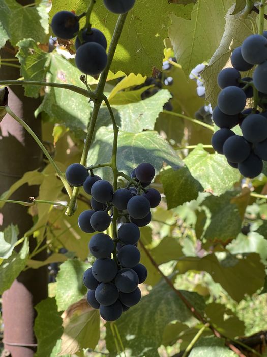 Struguri Capsunica / Struguri vin